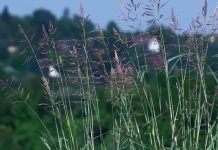 Sirak sve otporniji na herbicide