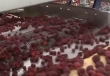 Pad izvoza maline i jagode