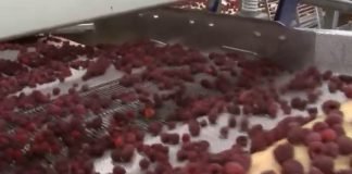 Pad izvoza maline i jagode