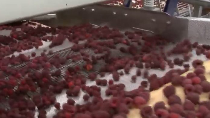 Izvoz maline i jagode