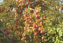 Šta saditi pored jabuke, a šta ne