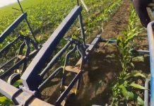 Nakon osmog lista, prva međuredna kultivacija kukuruza