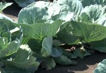 Kupus ne voli blizinu paradajza, pasulja, paprike ili jagode