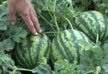 Setva, agrotehnika i prinosi lubenica i dinja