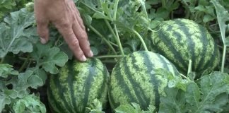 Setva, agrotehnika i prinosi lubenica i dinja