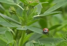 Navodnjavanje lucerke