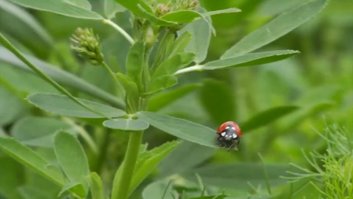 Lucerka