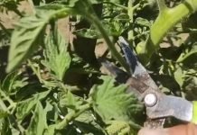 Korisno je orezivati paradajz