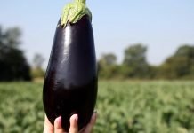 Sadnja patlidžana na otvorenom polju