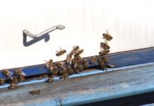 Ubrzan razvoj pčelinjih zajednica