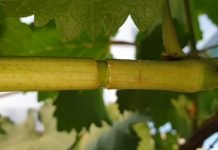 Prstenovanje vinove loze