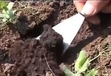 Rotacija useva radi regenerisanja zemljišta