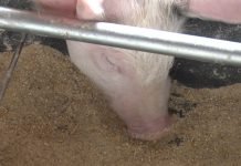 Pravilna ishrana svinja