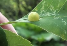 Vreme je pojave šljivine lisne mušice