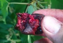 Štetočina trešnjina muva