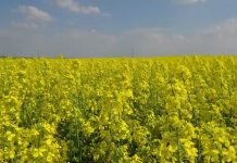 Štetočine napadaju Uljanu repicu