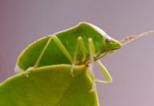 Zelena povrtna stenica se izlovljava crvenim klopkama