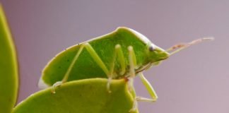 Zelena povrtna stenica se izlovljava crvenim klopkama