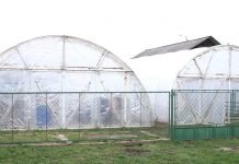 Zaštita povrća od visokih temperatura