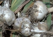 Bez razloga zapostavljeno gajenje belog luka