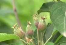 Proređivanje cvetova jabuke