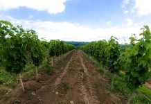 Kvalitetan rod grožđa zahteva agrotehničke mere