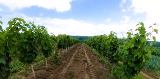 Kvalitetan rod grožđa zahteva agrotehničke mere