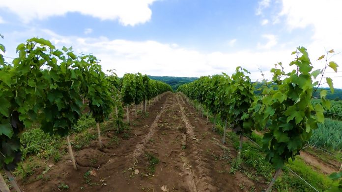 Vinogradi