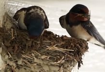 Takmičenje „Domaćinstvo koje su laste izabrale 2022“