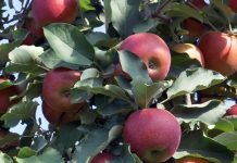 Kako zaštititi jabuke od čađave pegavosti lista i krastavosti plodova