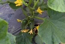 Sprečavanje opadanja cvetova krastavca