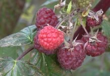 Otkupljivači pobijaju otkupnu cenu maline