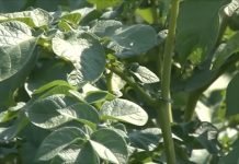 Plamenjača krompira