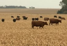 Zahtevi za podsticaje za tov junadi, svinja, jagnjadi i jaradi