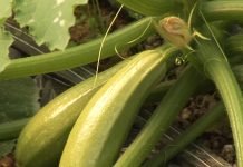 Za dobar rod tikvice treba prihranjivati