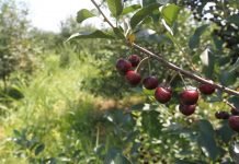 Berba višnje u leskovačkom kraju očekuje se za desetak dana
