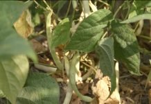 Saveti za uzgoj kasne boranije