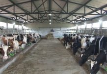 Srbija će posle 40 godina izvoziti hranu u Saudijsku Arabiju