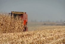 Prinosi kukuruza biće rekordno niski