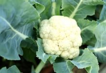 Sadnja karfiola u julu