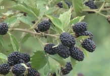 Proizvođači kupina najavljuju blokade