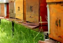 Obuka o pčelarstvu 09. i 10. jula u Novom Sadu