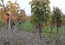 Ministarstvo poljoprivrede – Upis u registar proizvođača vina