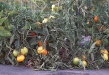 Promene na paradajzu