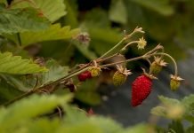 Prvi sajam jagodastog voća 29. jula u Arilju