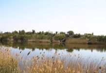 Pomor ribe u Čonopljanskom jezeru