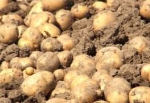 Cene domaćih proizvoda u oblasti poljoprivrede