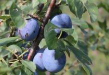 Prinos šljive – Manje plavih plodova nego prošle godine