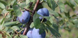 Prinos šljive – Manje plavih plodova nego prošle godine