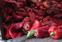 Kako pravilno brati papriku